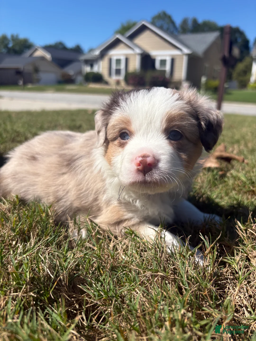 Miniature Australian Shepherd dogs for sale: Miniature Australian Shepherd 6 - Ad 1