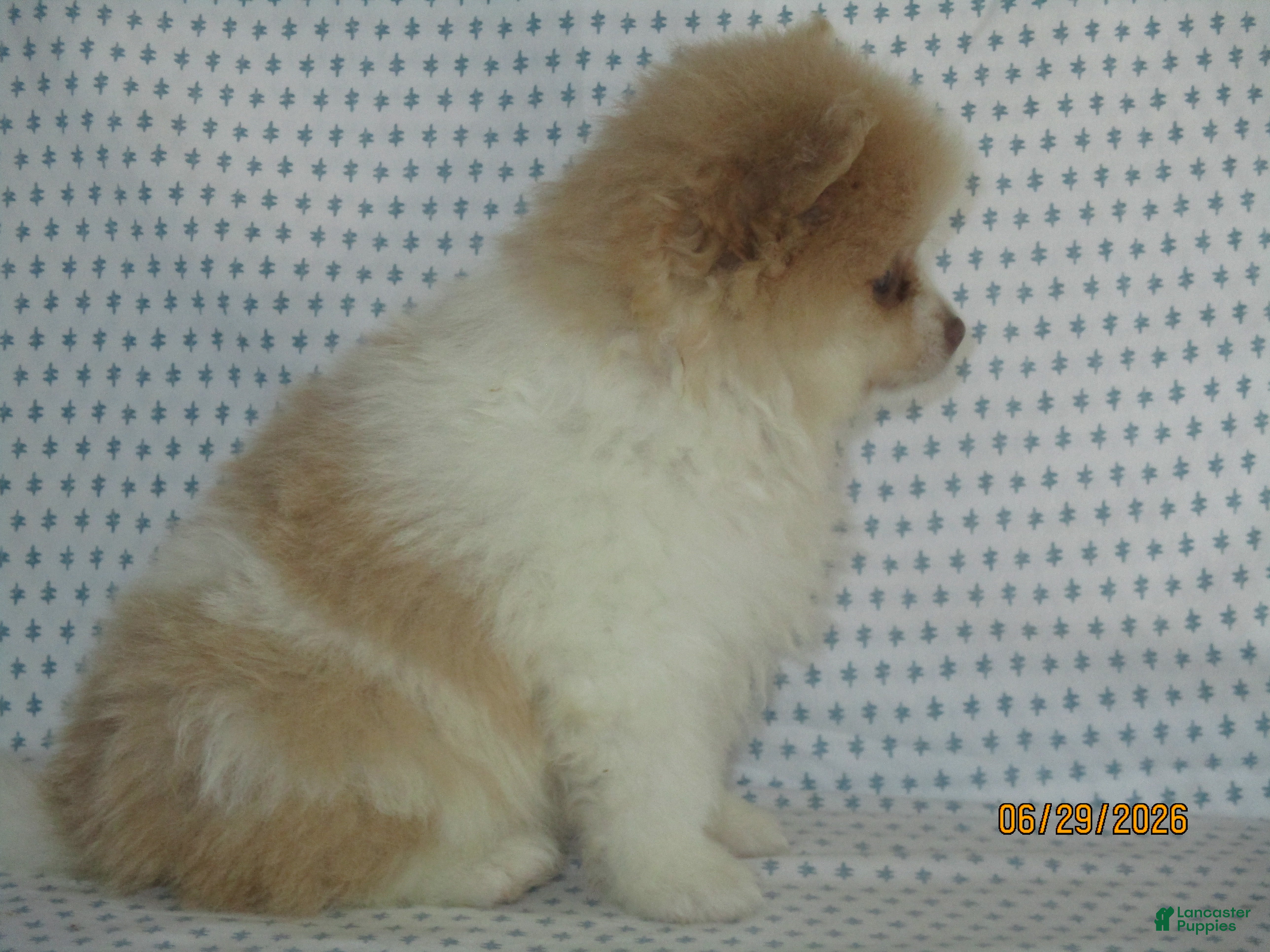 Pomeranian dogs Jack - Ad 2