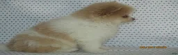 Pomeranian dogs for sale: Jack - Ad 2