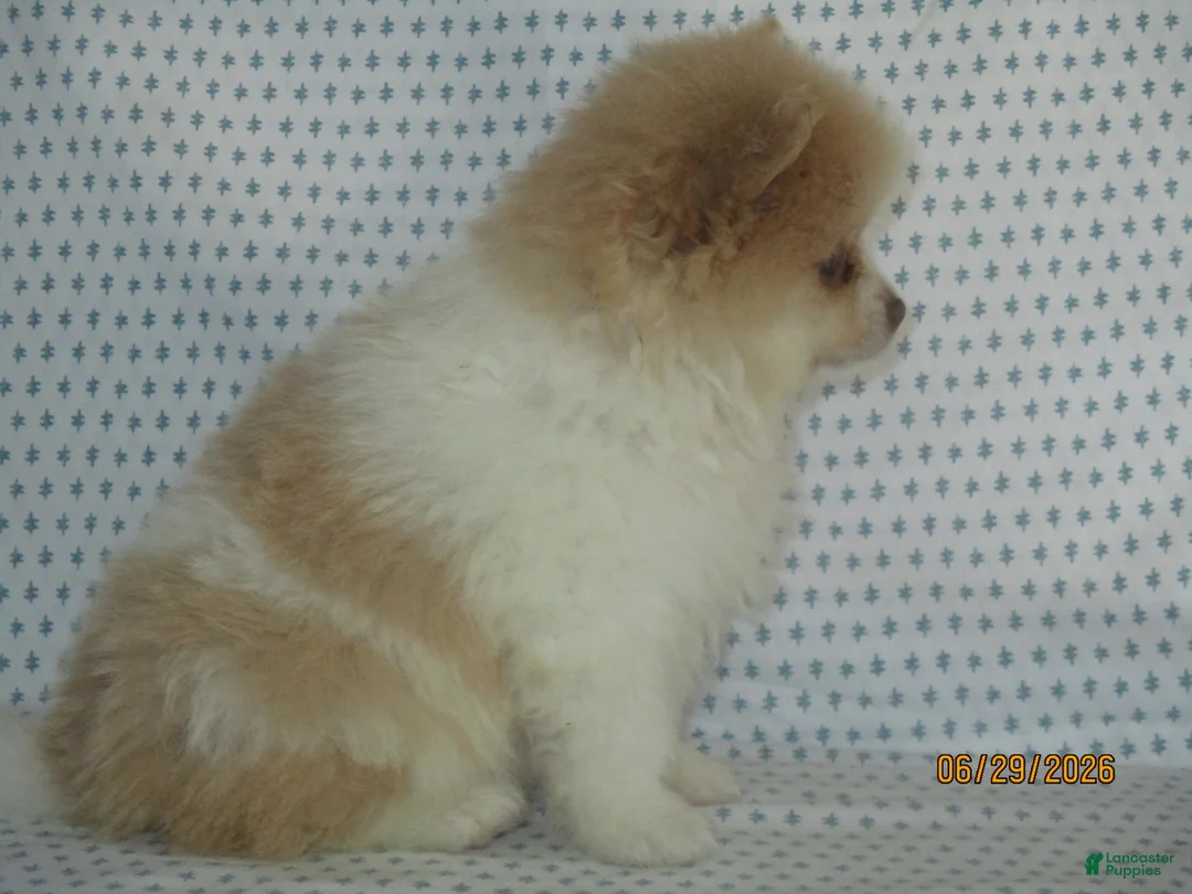 Pomeranian dogs for sale: Jack - Ad 2