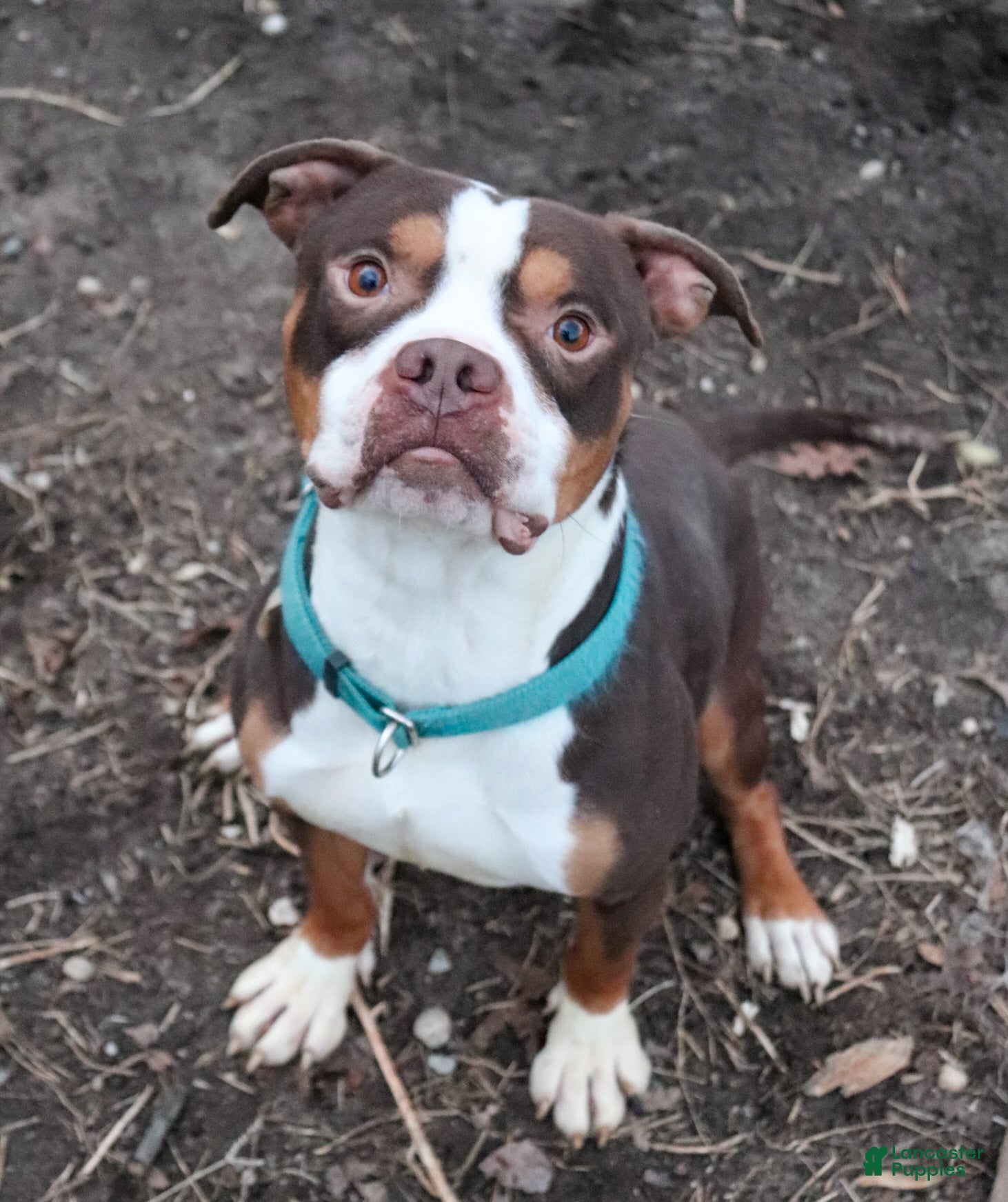 American Bully dogs M'Baku - Ad 2