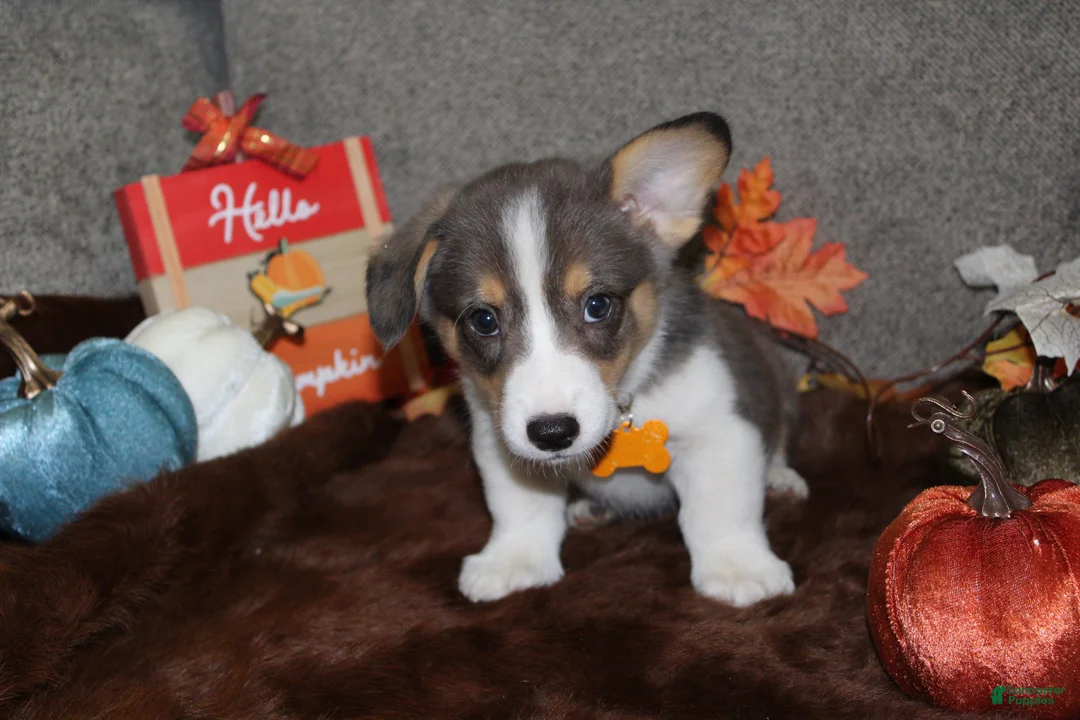 Welsh Corgi Pembroke dogs for sale: Welsh Corgi Pembroke 1 - Ad 2
