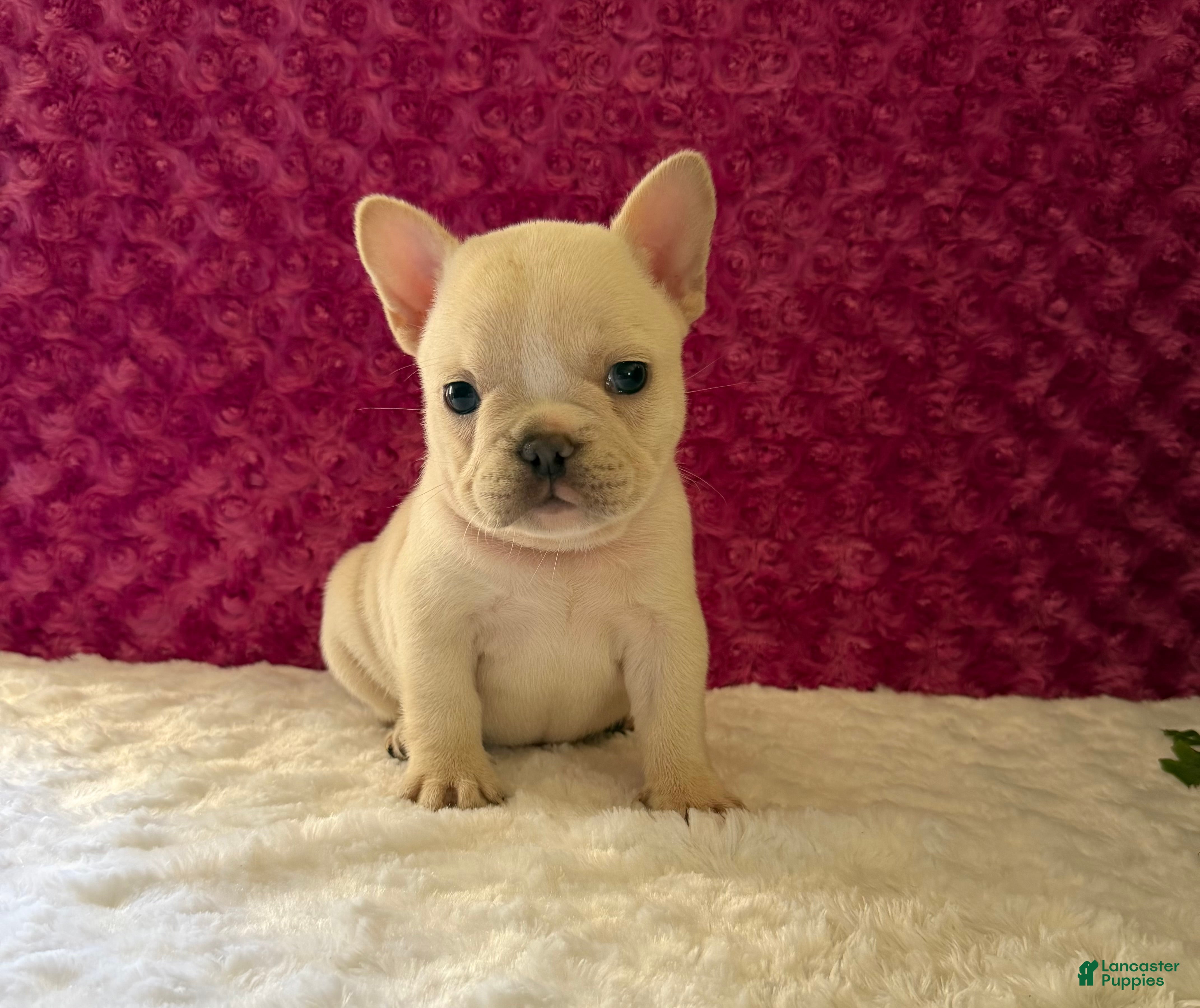 French Bulldog dogs Tea Cup - Ad 2