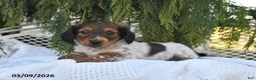 Miniature Dachshund dogs for sale: Winston - Ad 3
