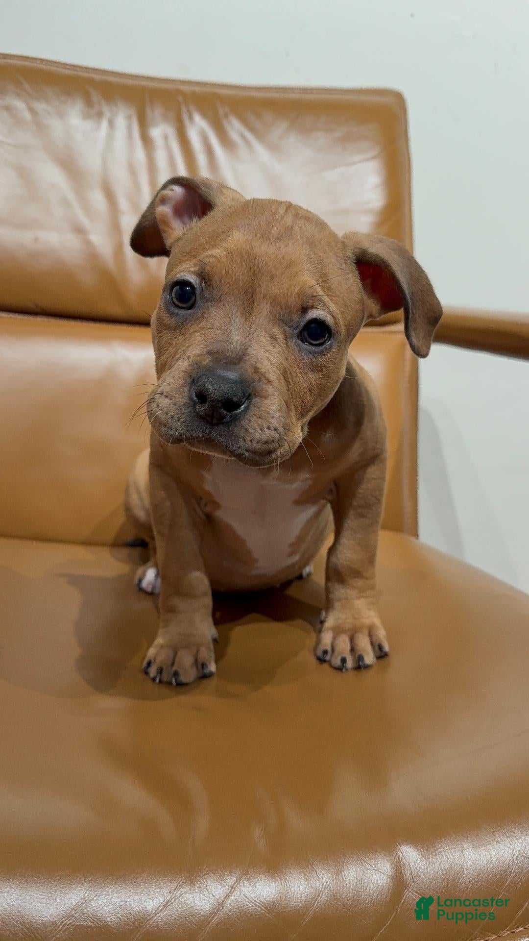 American Bully dogs for sale: American Bully Puppy 1 - Ad 1