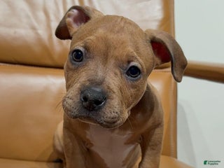 American Bully dogs American Bully Puppy 1 - Ad 28