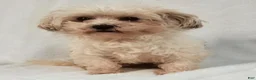 Yorkiepoo dogs for sale: Honey Latte - Ad 9