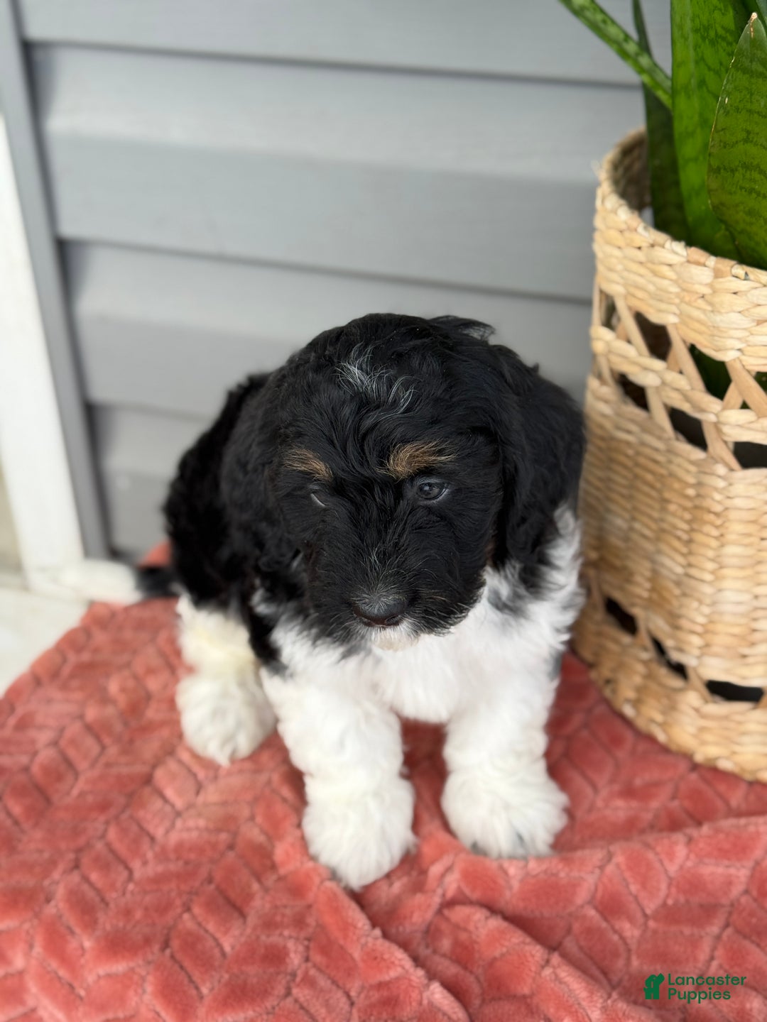Mini Bernedoodle dogs for sale: Fudge - Ad 8