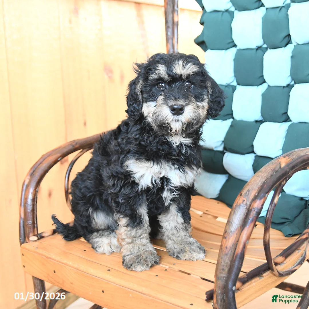 Mini Bernedoodle dogs for sale: Willow - Ad 3