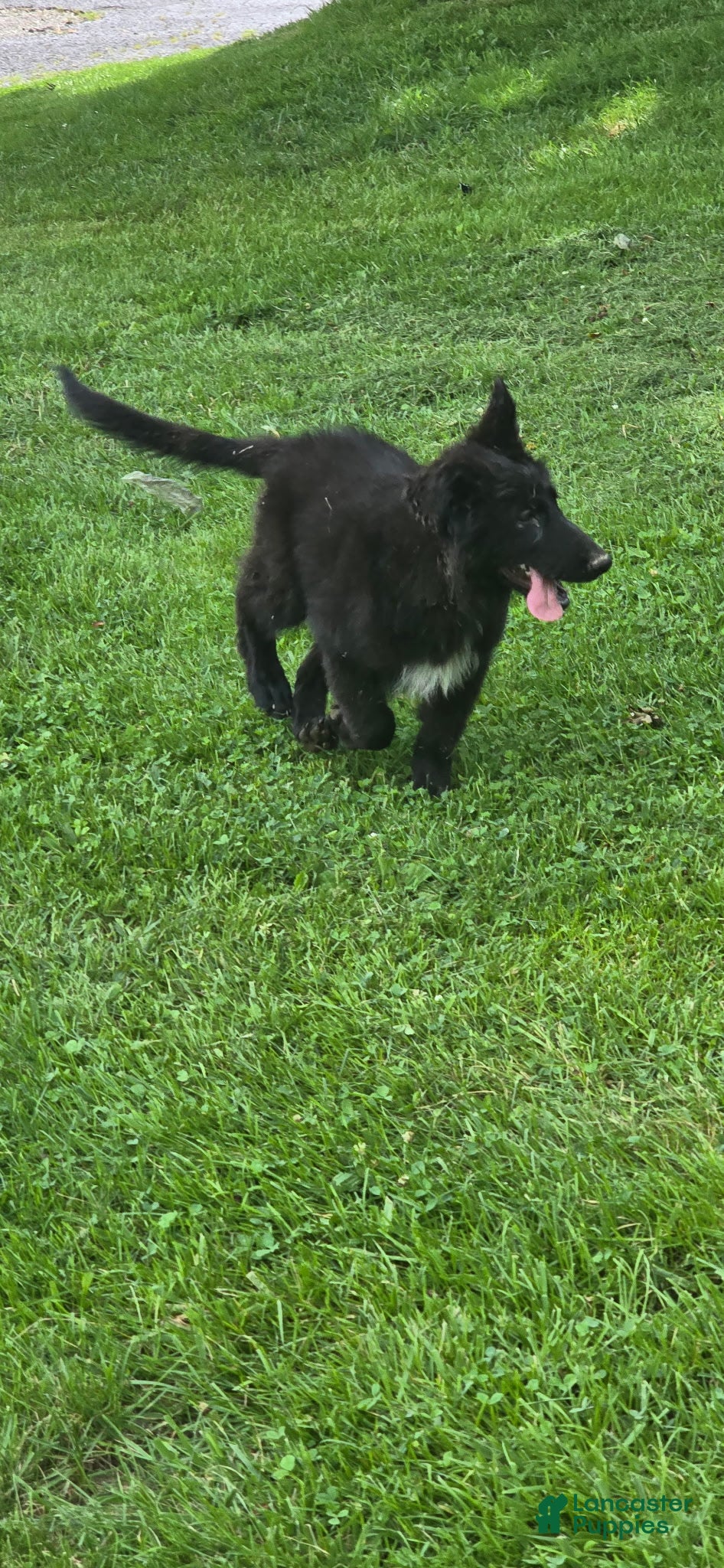 German Shepherd dogs Aurora  - Ad 2