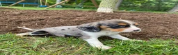 Beaglier dogs for sale: Ace - Ad 3