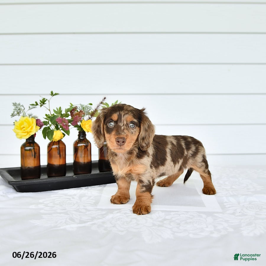 Miniature Dachshund dogs Precious - Ad 1