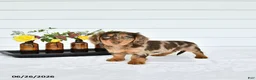 Miniature Dachshund dogs for sale: Precious - Ad 1