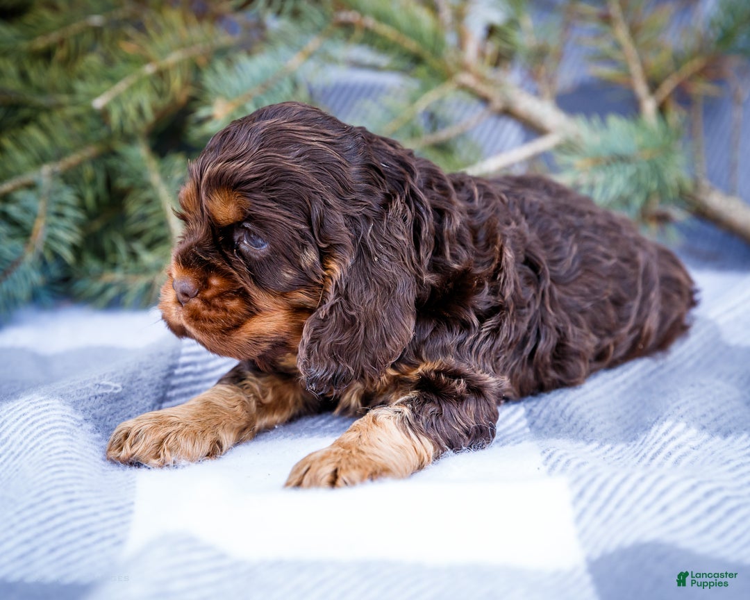 Cocker Spaniel dogs for sale: Polly - Ad 3