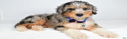 Mini Aussiedoodle dogs for sale: Shiloh - Ad 6