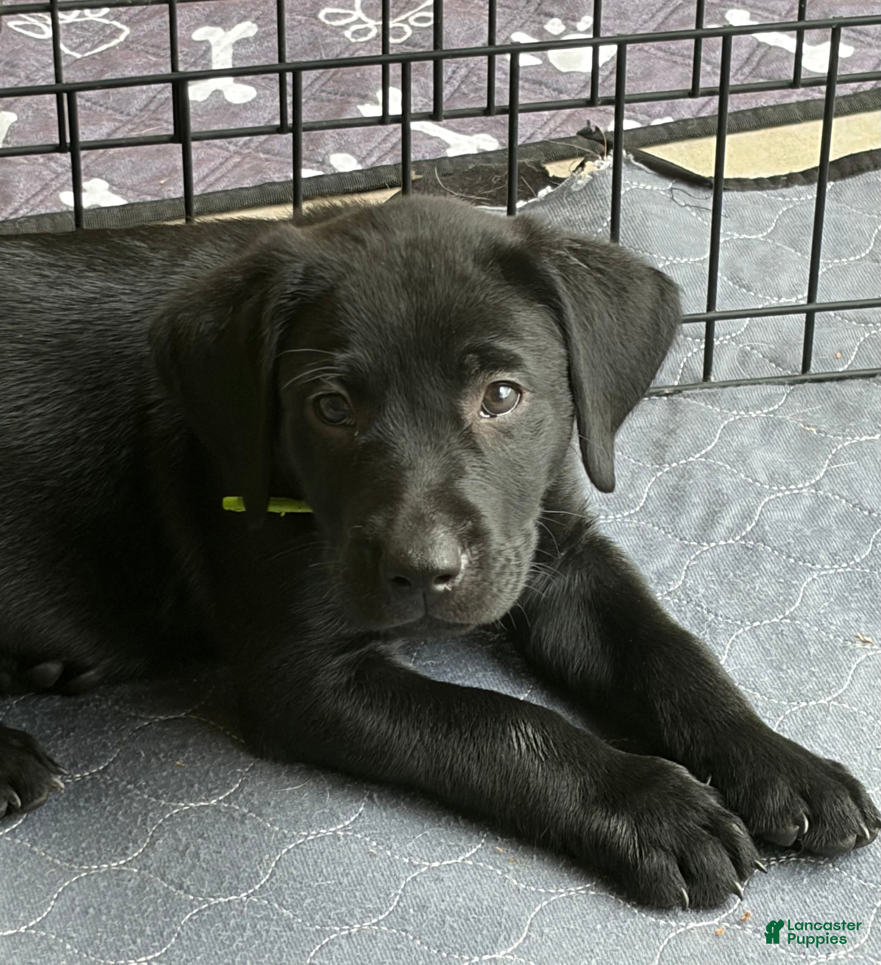 Labrador Retriever dogs Labrador Retriever 1 - Ad 13