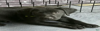 Labrador Retriever 1