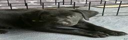 Labrador Retriever dogs for sale: Labrador Retriever 1 - Ad 1