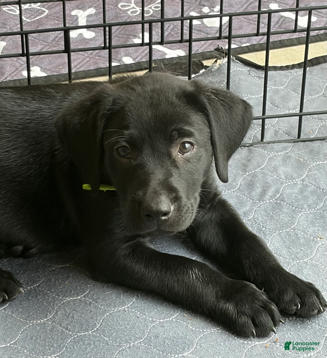 Labrador Retriever dogs for sale: Labrador Retriever 1 - Ad 1