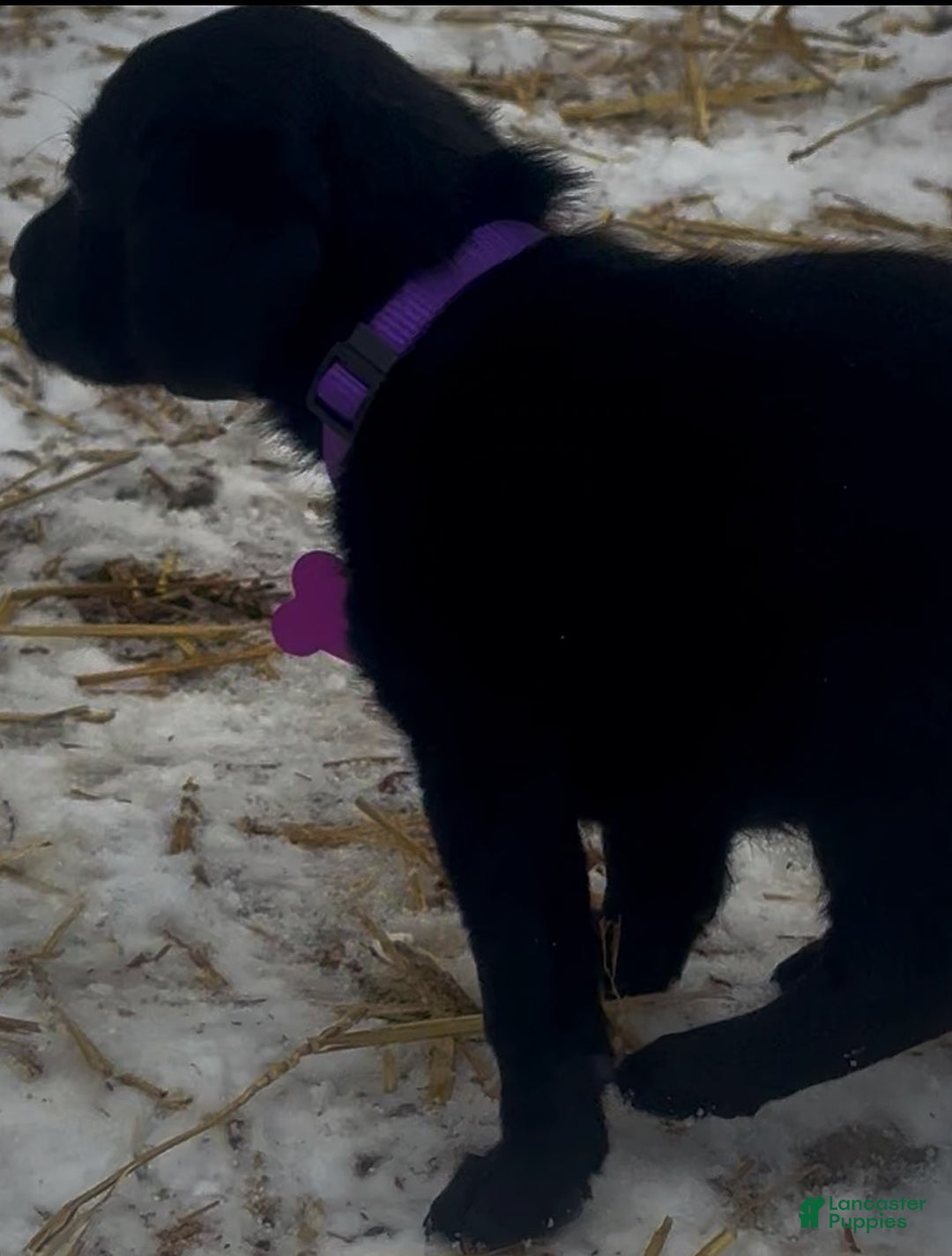 Labrador Retriever dogs for sale: Labrador Retriever Puppy 1 - Ad 9