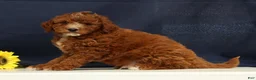 Cavapoo dogs for sale: Cooper - Ad 6