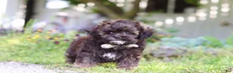 Shihpoo dogs for sale: Tyler - Ad 1