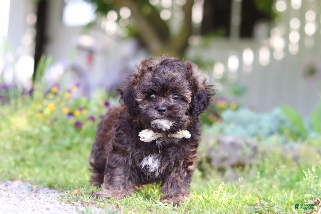 Shihpoo dogs for sale: Tyler - Ad 1
