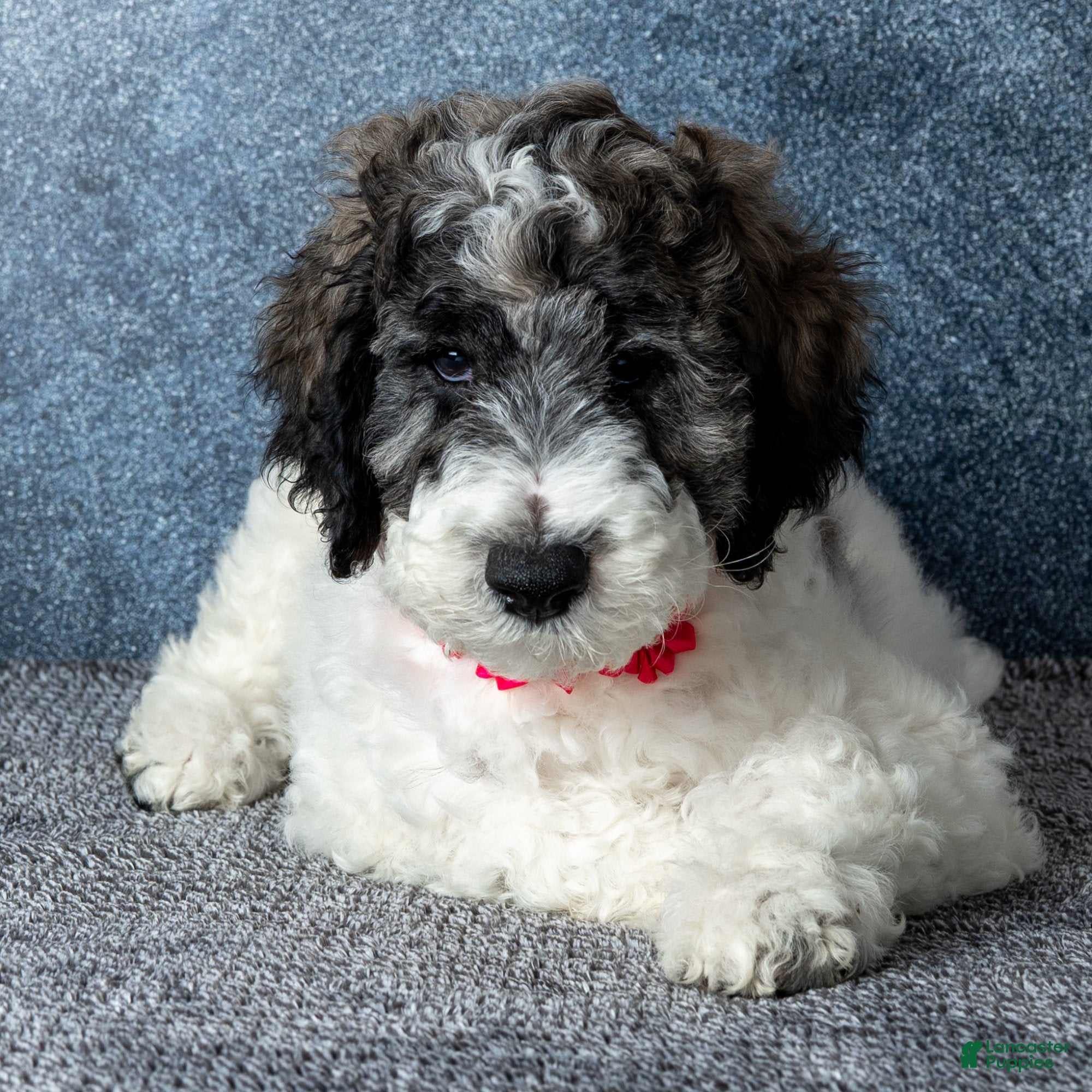 Goldendoodle dogs Ms. Flat White - Chocolate Merle Parti Goldendoodle Puppy - Ad 27