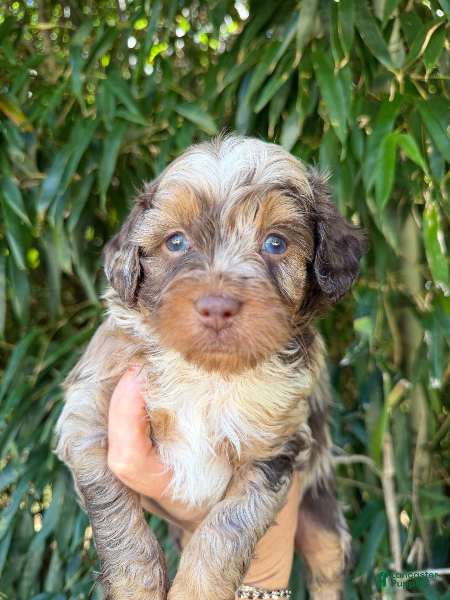 Aussiedoodle (Aussiedoodle, Female) in Tompkinsville, KY