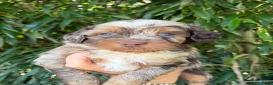 Aussiedoodle 3