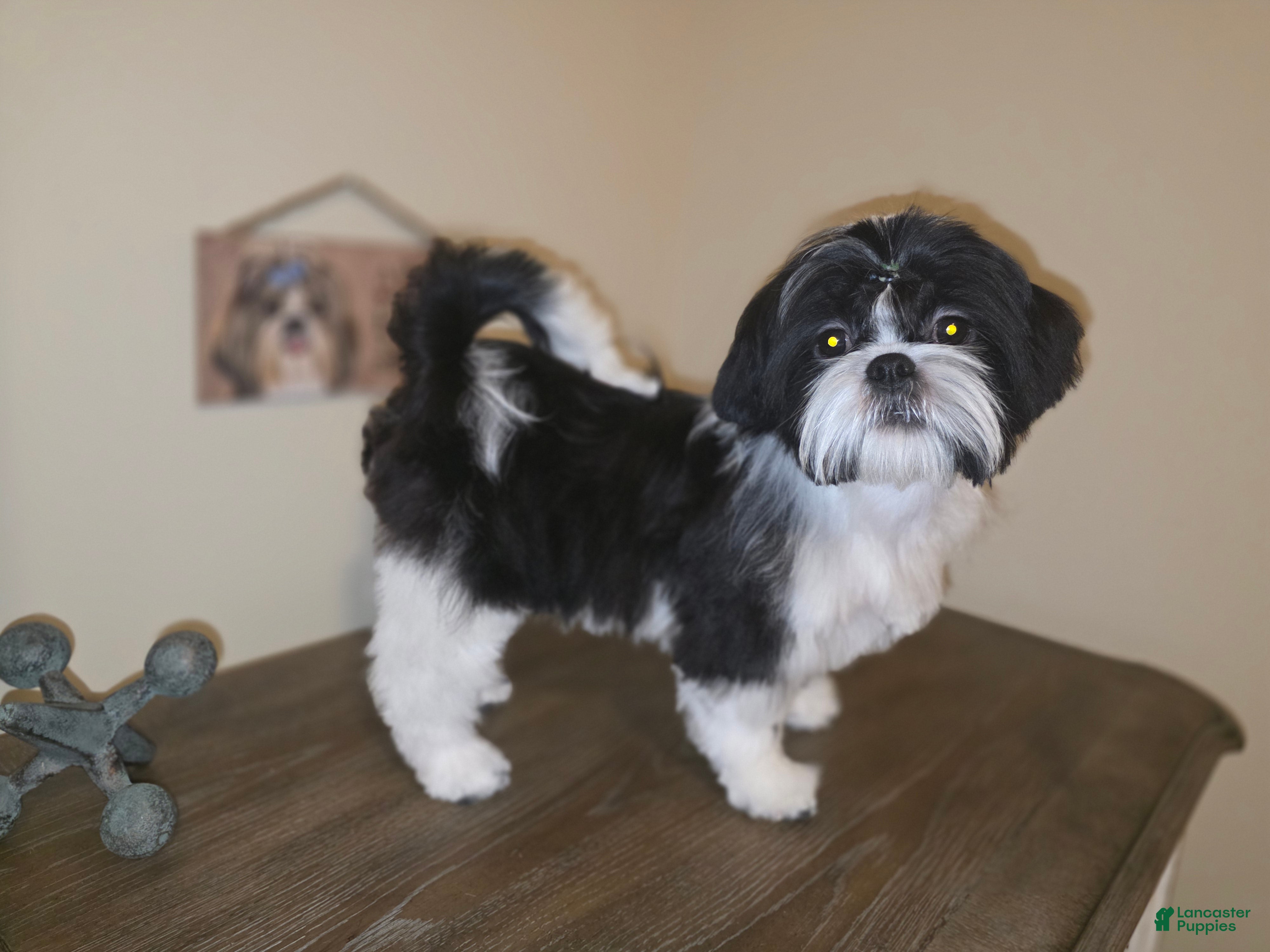 Shih Tzu Puppies for sale in North Carolina Lancaster Puppies
