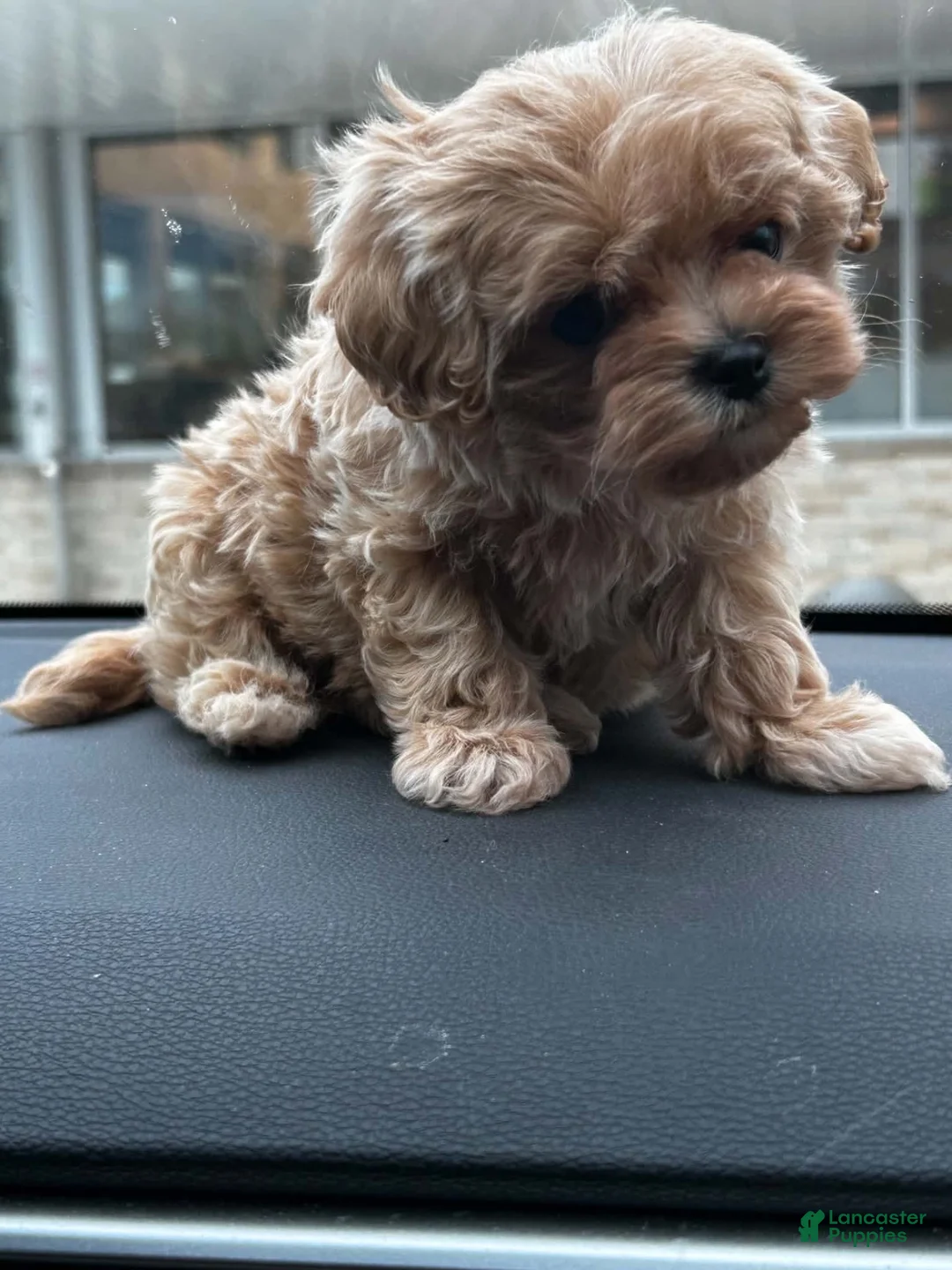 Maltipoo dogs for sale: Teddy J - Korean Teacup Maltipoo - Ad 1