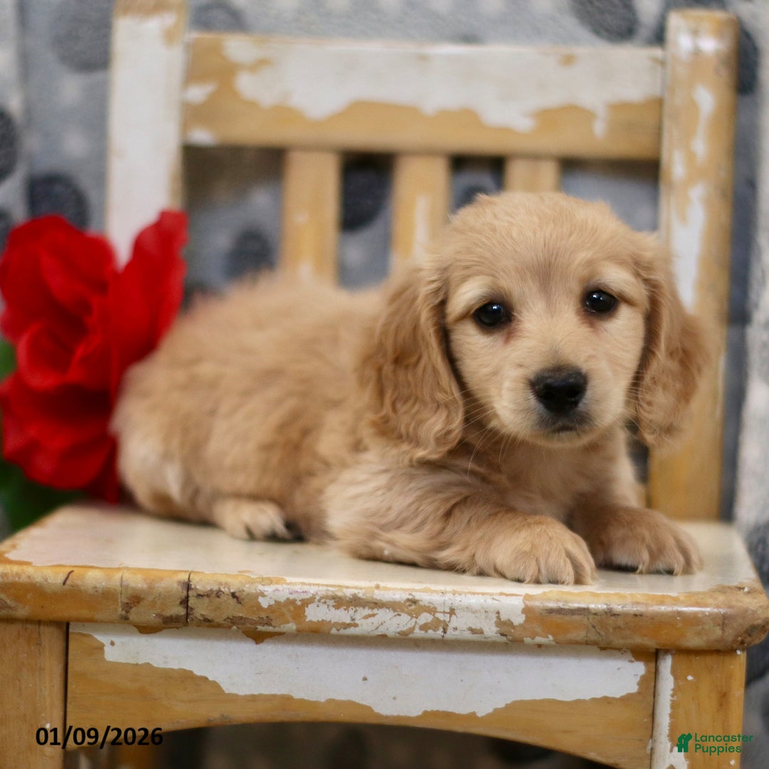 Miniature Dachshund dogs for sale: Preston - Ad 3