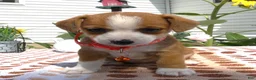 Jack Chi dogs for sale: Jack Chi 8 Sara - Ad 3