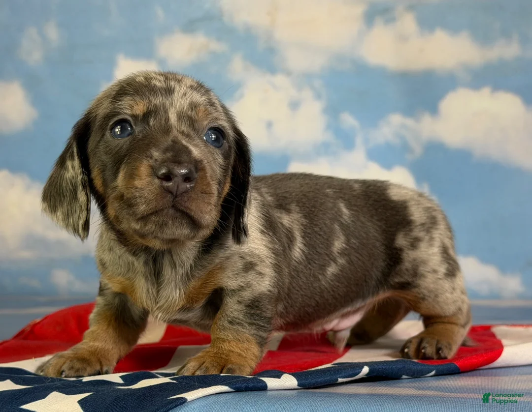 Miniature Dachshund dogs for sale: AKC Pixel SH blue dappled DNA OFA  - Ad 2