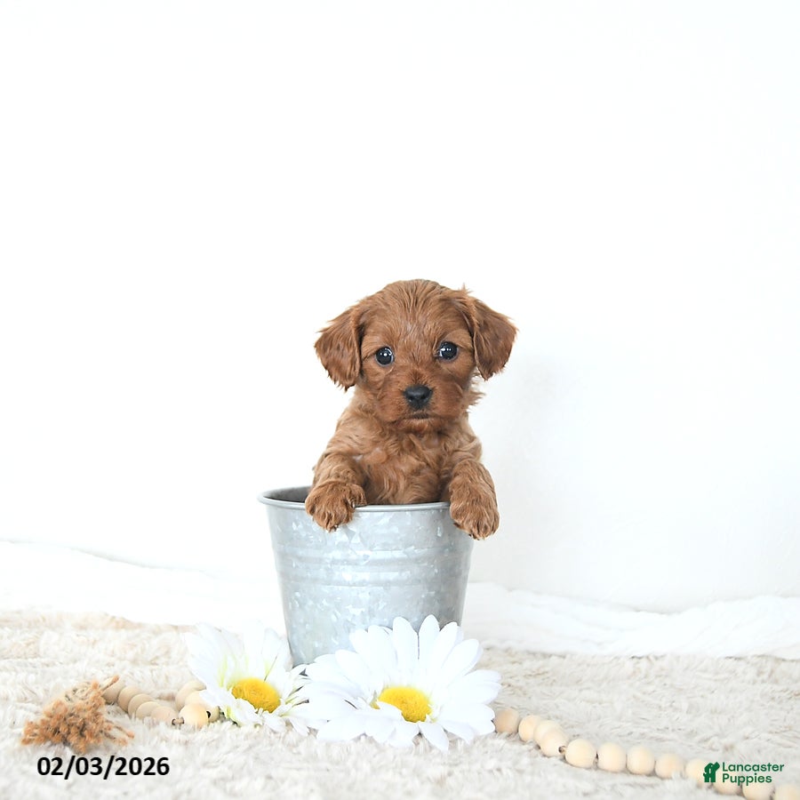 Cavapoo dogs Baxter EXTRA SMALL - Ad 19