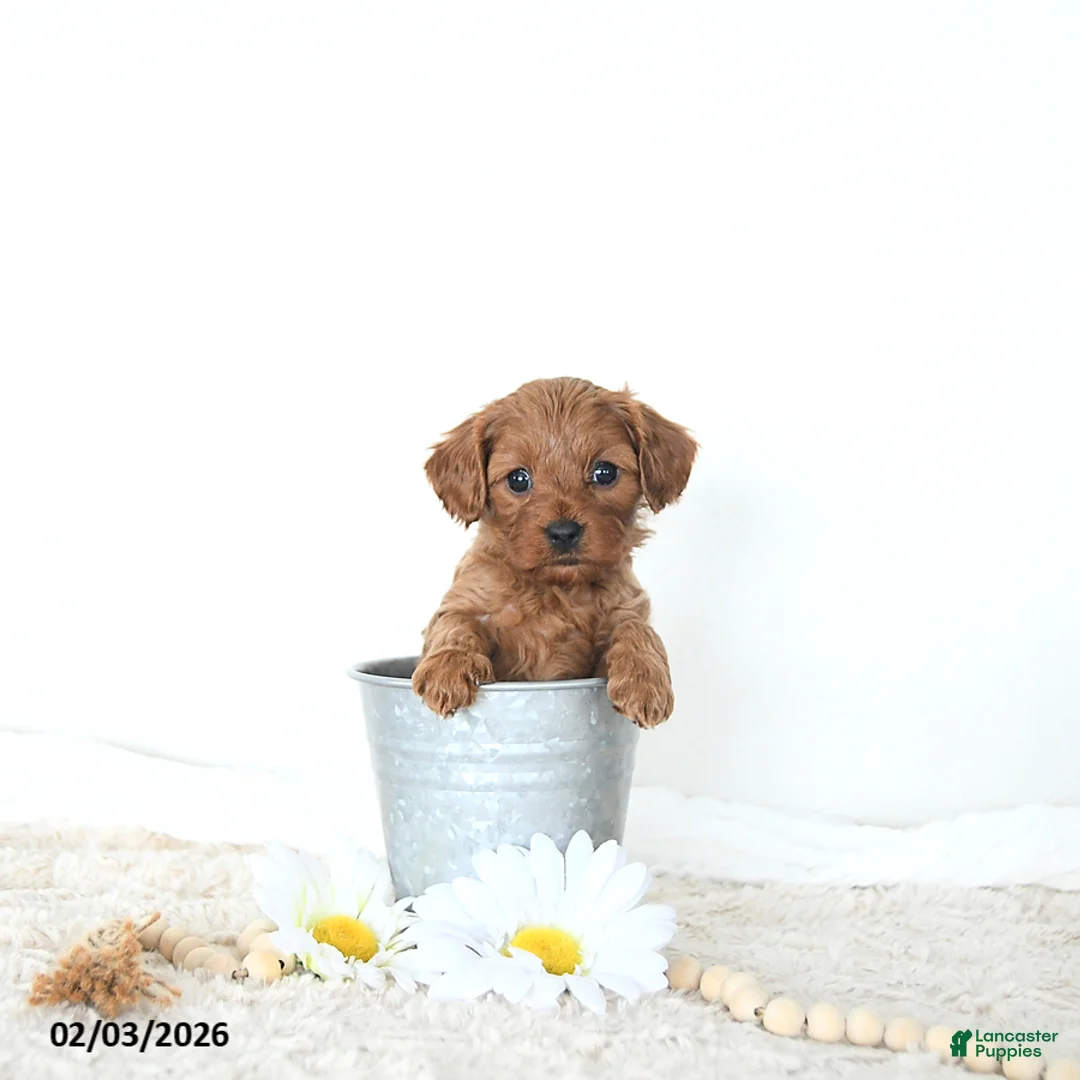 Cavapoo dogs for sale: Baxter EXTRA SMALL - Ad 1