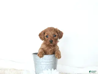 Cavapoo dogs Baxter EXTRA SMALL - Ad 19