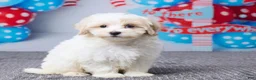 Maltipoo dogs for sale: Clay - Ad 3
