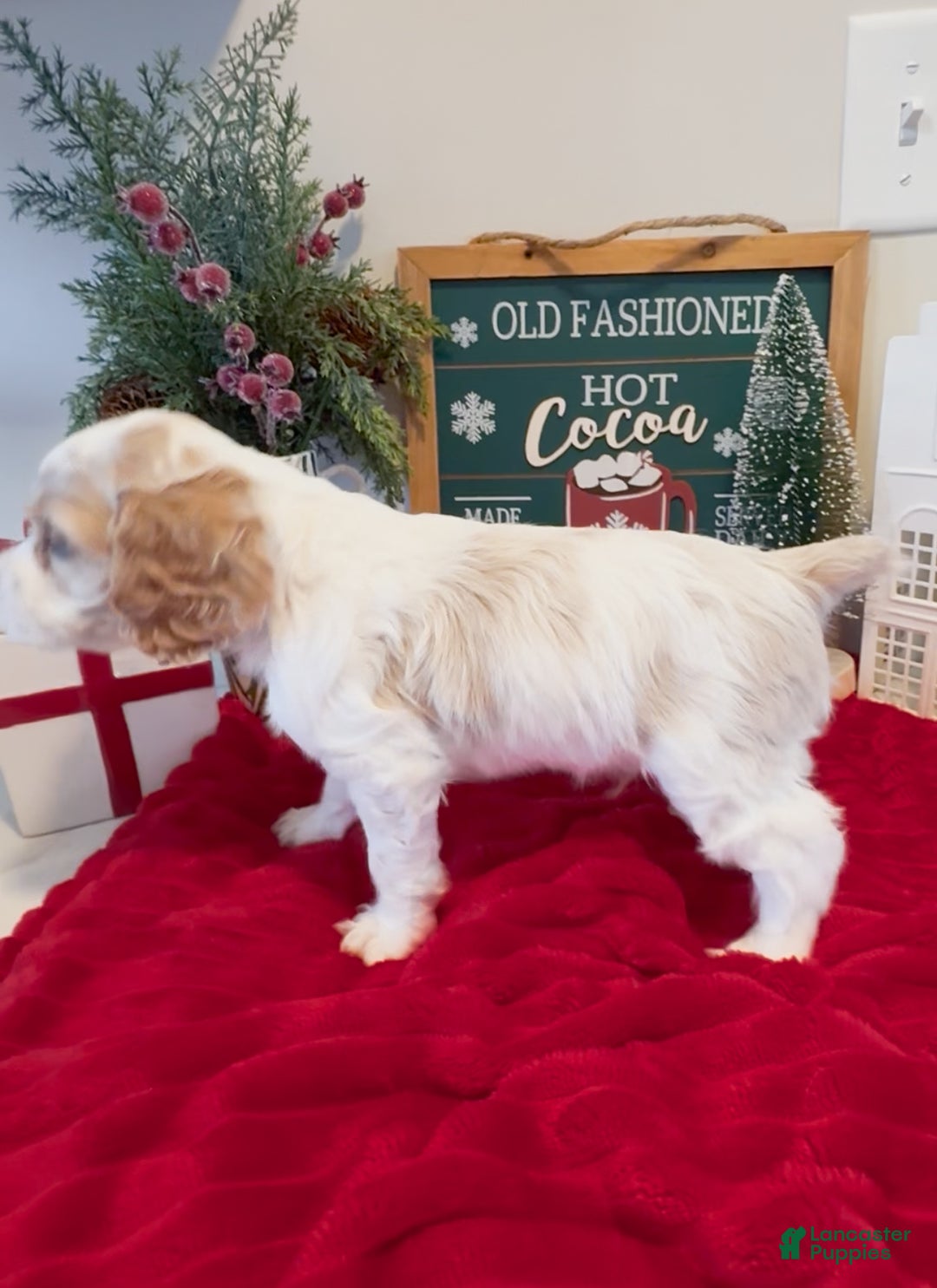 Cocker Spaniel dogs for sale: Louie - Ad 4