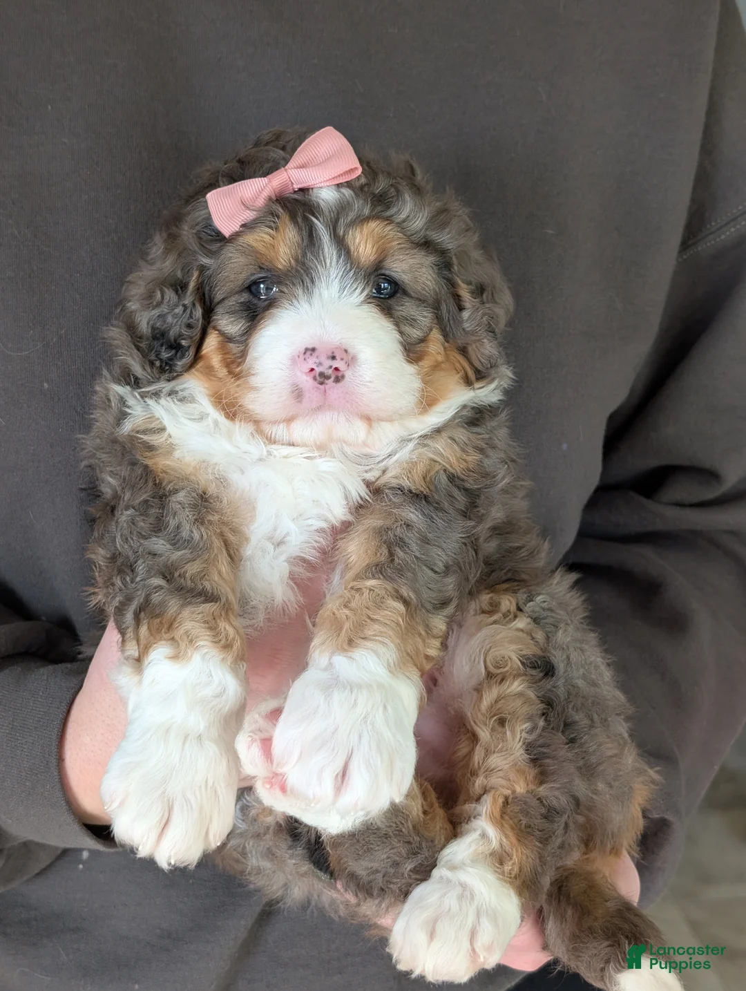 Mini Bernedoodle dogs for sale: Mini Daisy  - Ad 2