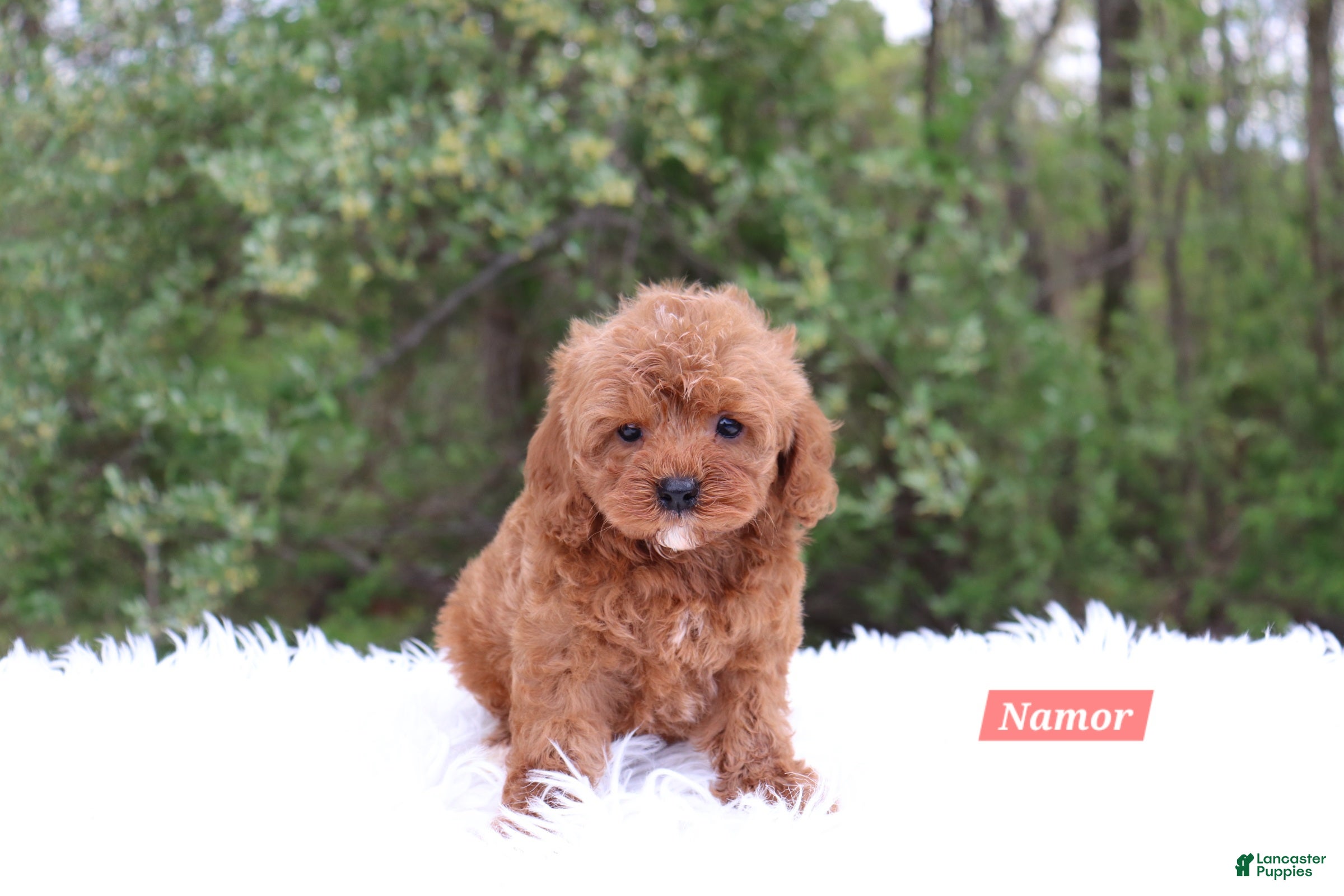 Cavapoo dogs for sale: Namor - Ad 2