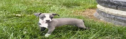 Italian Greyhound dogs for sale: Fiona - Ad 5