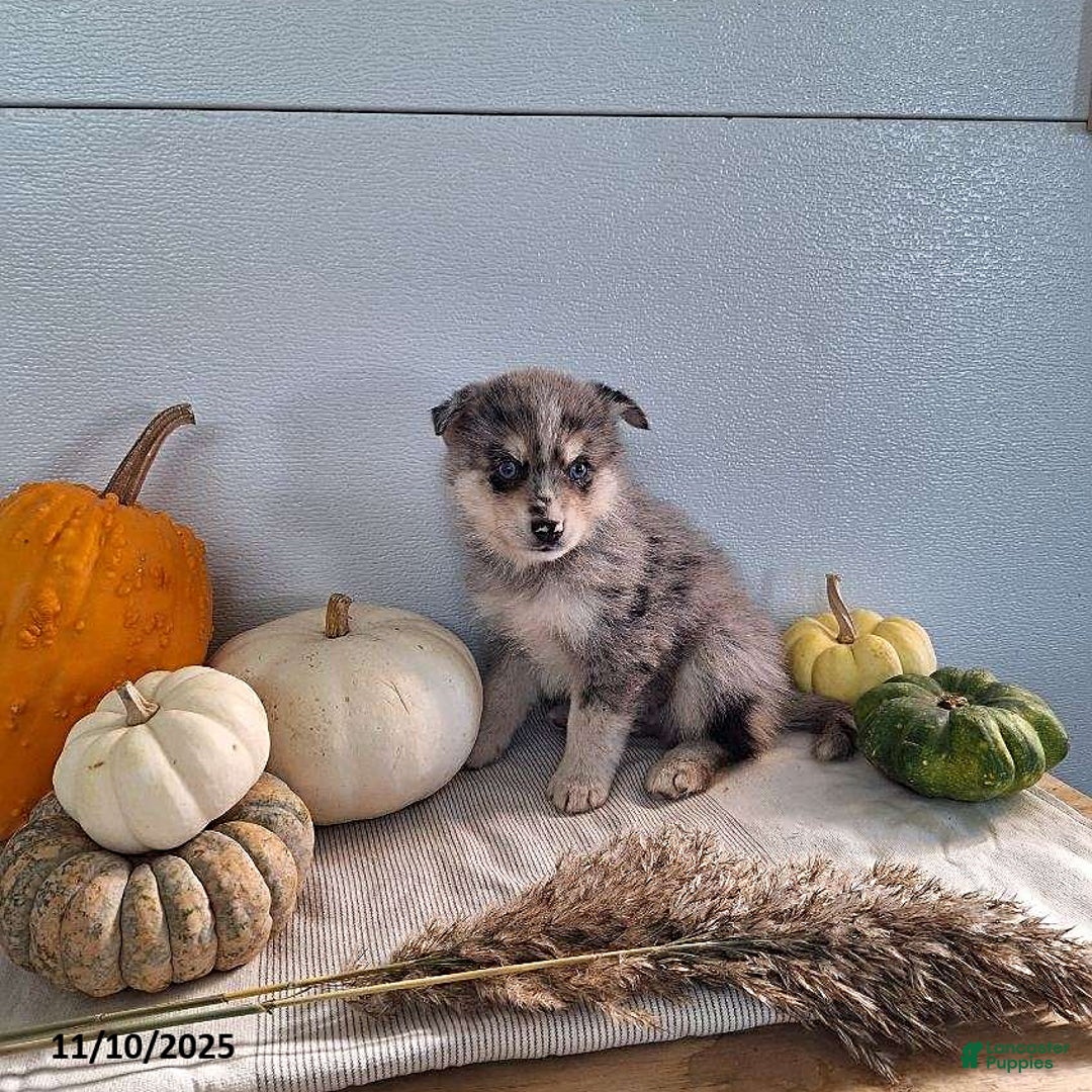 Pomsky dogs for sale: Dax - Ad 2