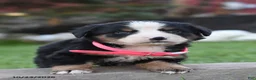 Bernese Mountain Dog dogs for sale: Baby - Ad 3