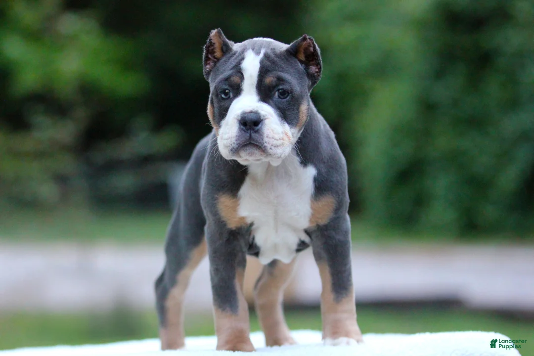 American Bully dogs for sale: Blue Tri Female - Ad 1