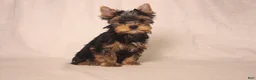 Yorkshire Terrier dogs for sale: Lanco - Ad 4