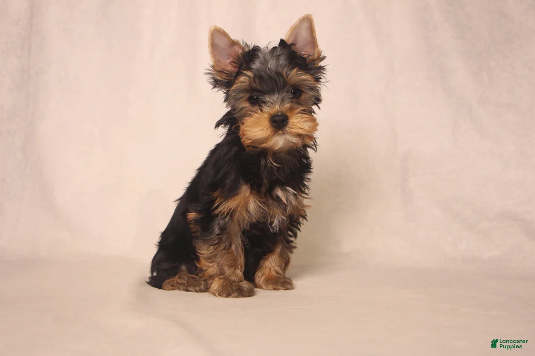 Yorkshire Terrier dogs for sale: Lanco - Ad 4
