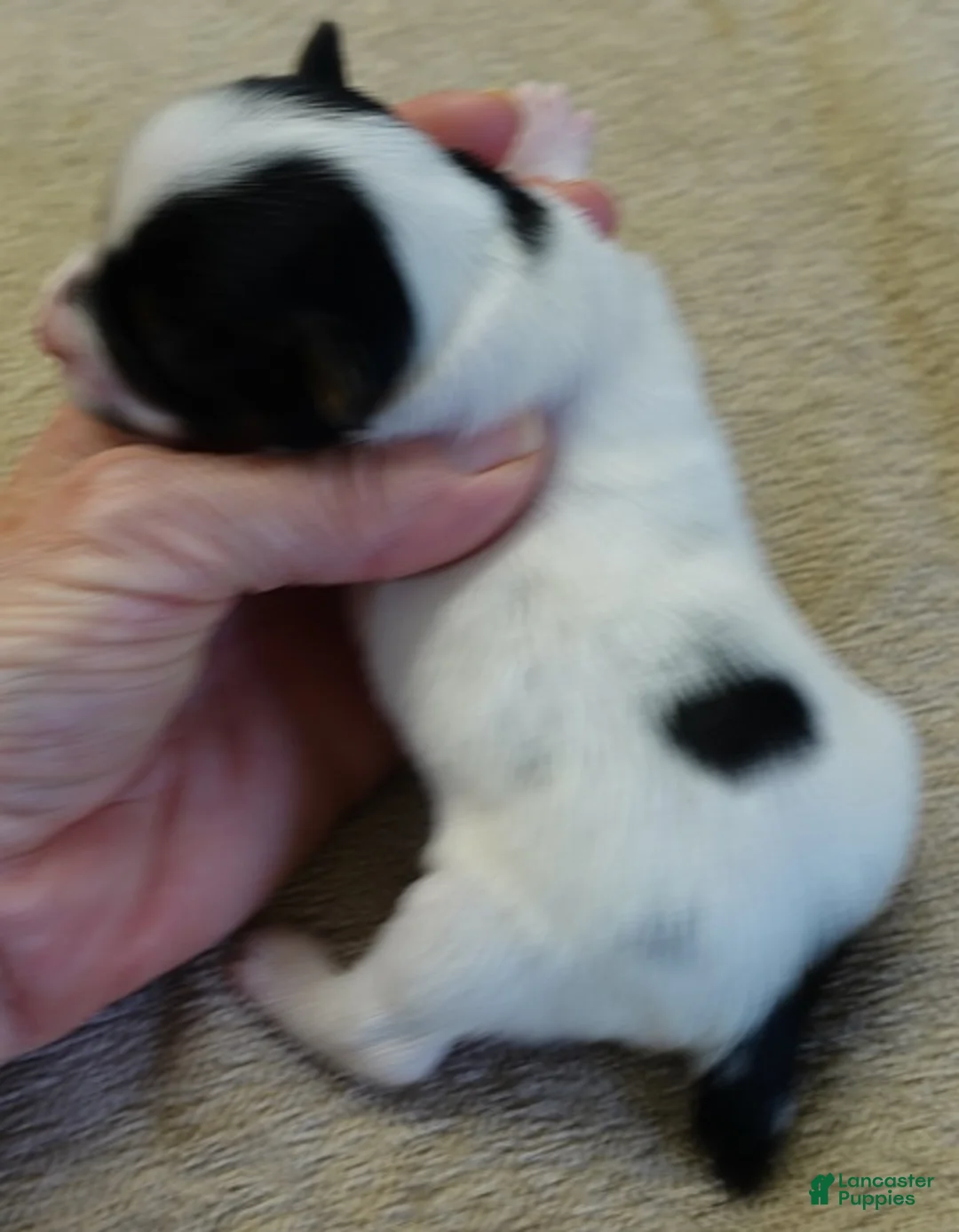 Yorkshire Terrier dogs for sale: Claire - Ad 2