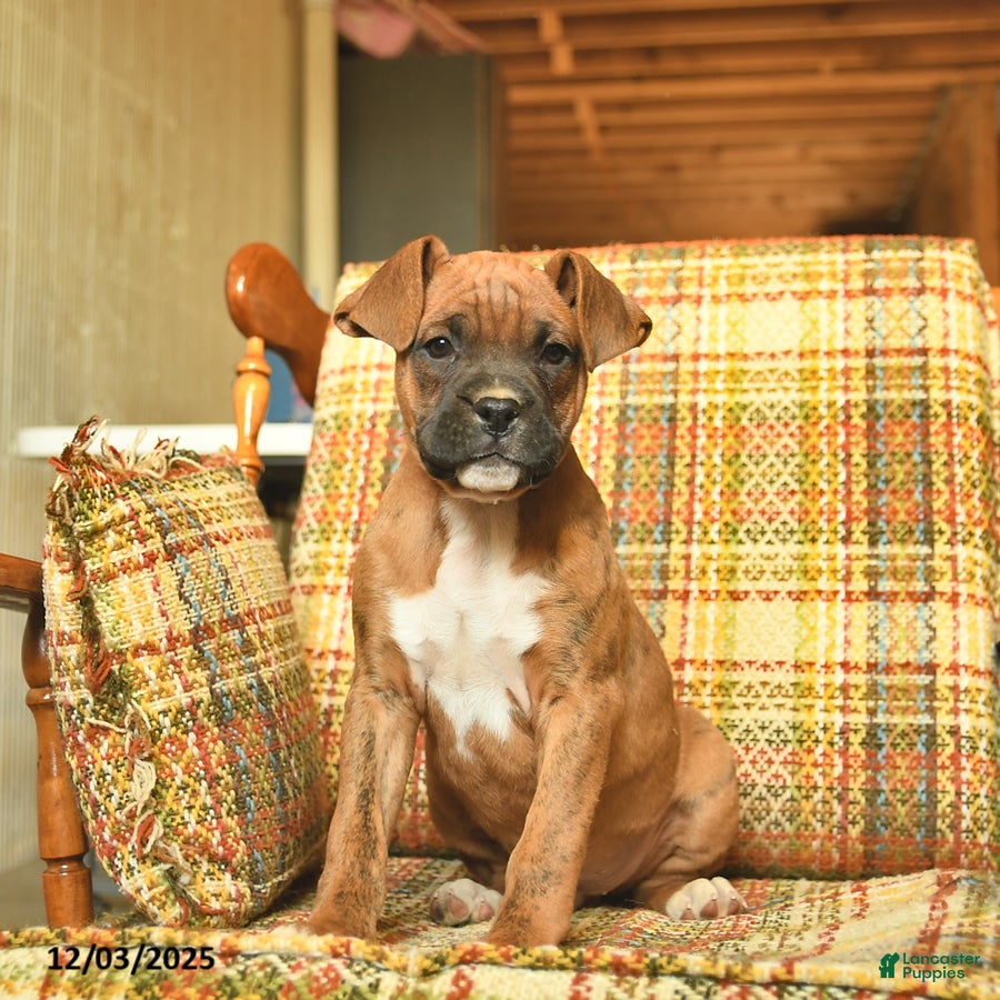 Boxer dogs Baldwin - Ad 27